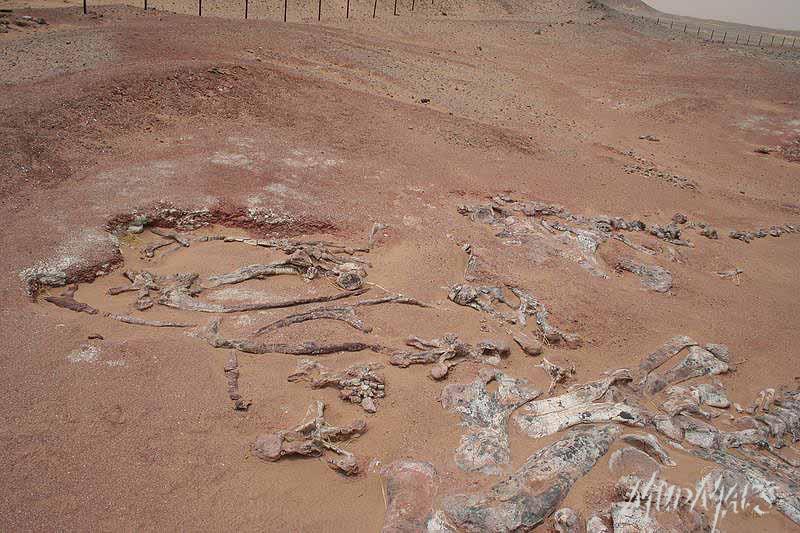 Mud Maps Africa Agadez dinosaur bones 3372